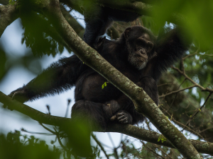 7-Days-Fly-in-Uganda-gorilla-and-Chimpanzee-safari