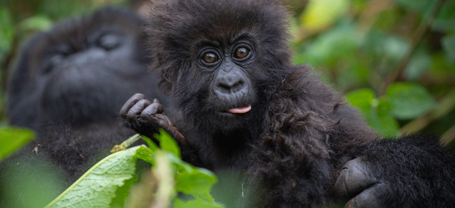 4 Days Rwanda Gorillas, Golden Monkey and Kigali City tour