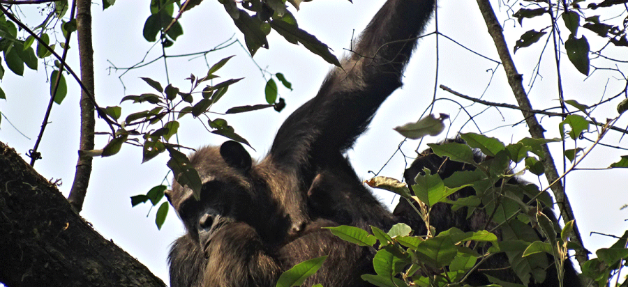 7 Days Rwanda Gorillas, Chimpanzee and golden monkey safari