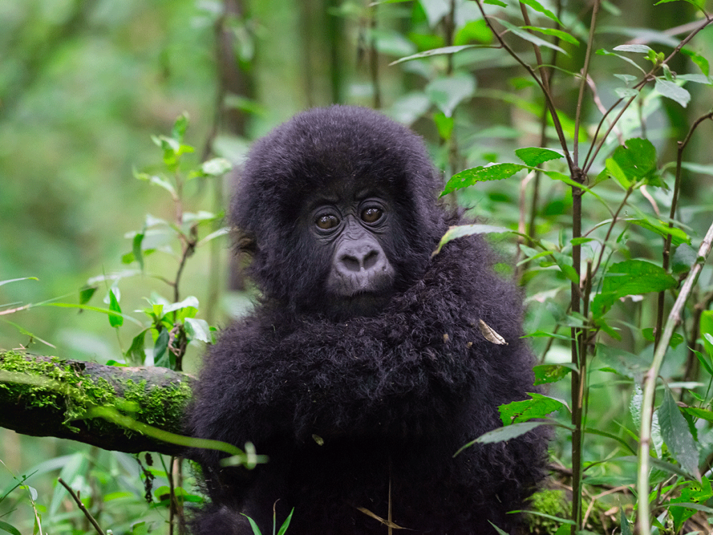 Mountain Gorilla Trekking in Rwanda