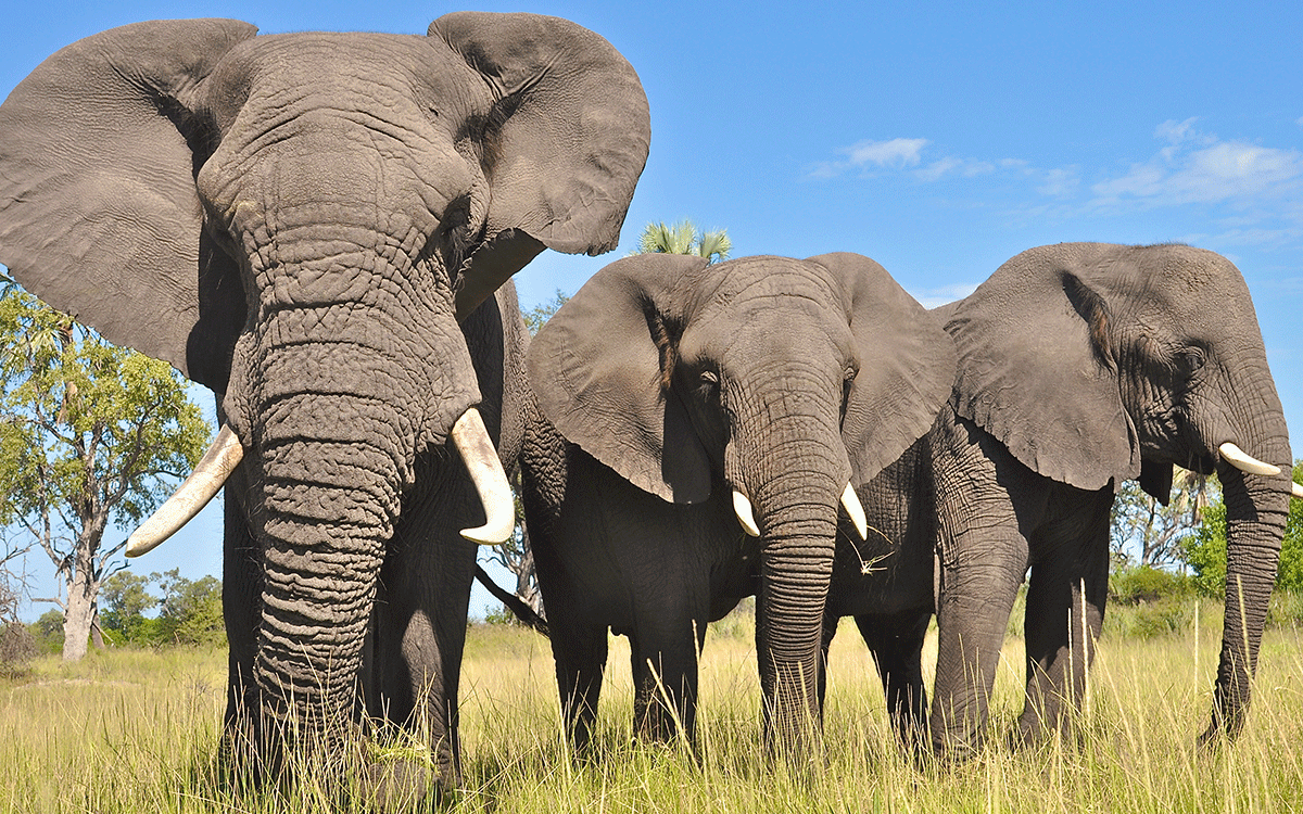 Botswana Safaris, Tours & Holidays