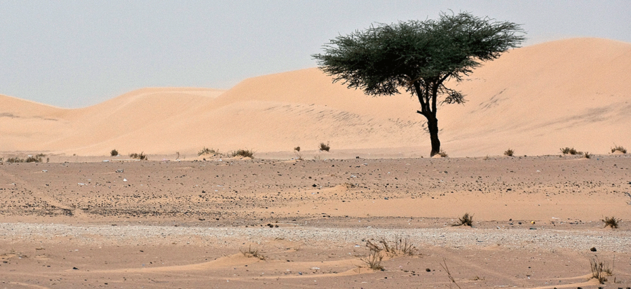 Mauritania Safari, Tours & Holidays