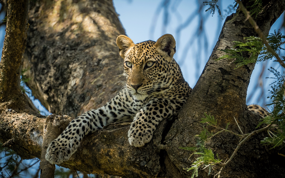 Zambia Safaris, Tours & Holidays