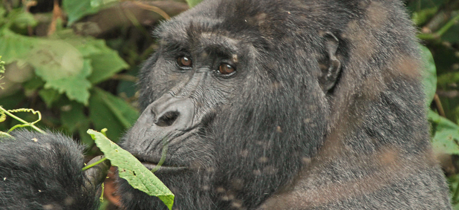 3 Days Rwanda Mountain Gorilla Trekking Tour