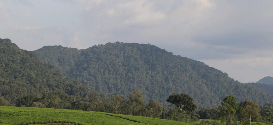 Gishwati Mukura National Park Rwanda