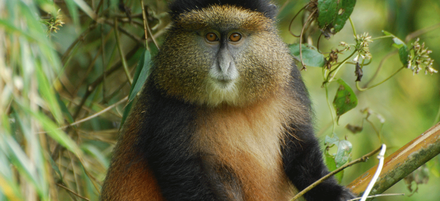 Golden Monkey Tracking in Volcanoes National Park