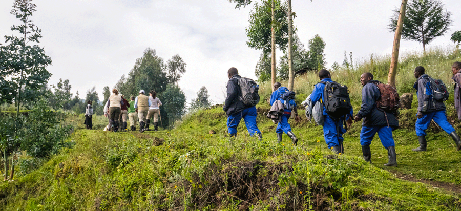 How difficult is Mountain gorilla trekking in Rwanda