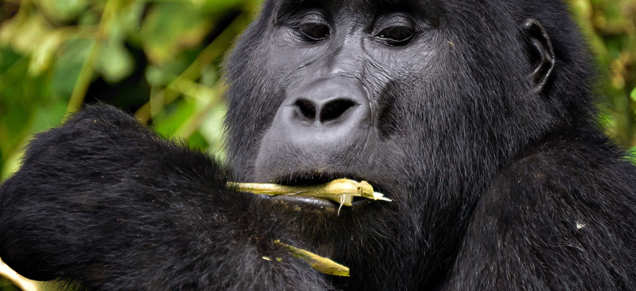 Rwanda Gorilla permit booking information