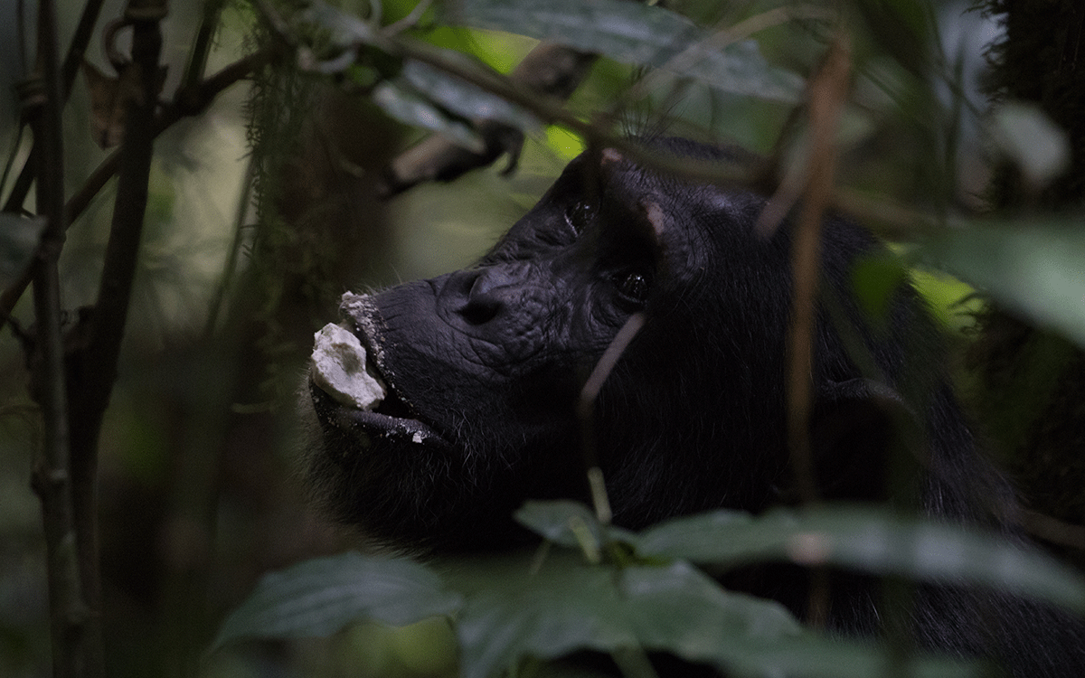 Kibale Forest Uganda