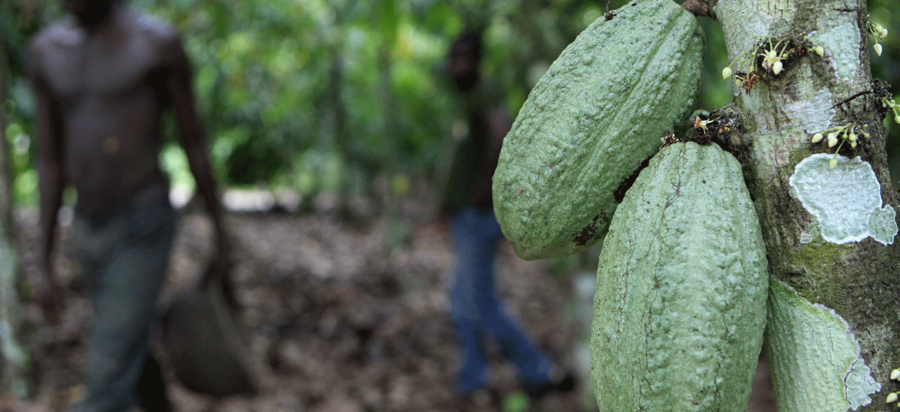 Finca Sampaka cocoa Farm Equatorial Guinea