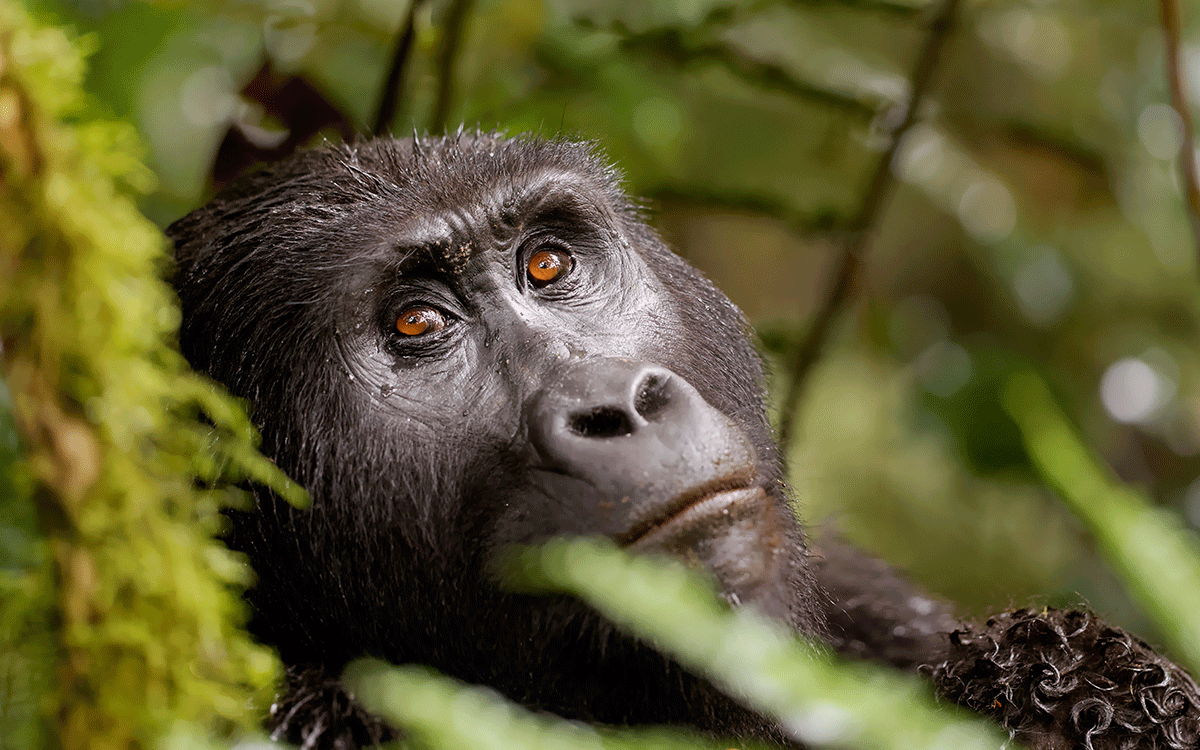 Bwindi Forest Uganda