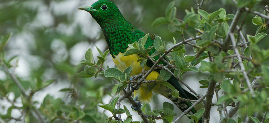 List of birds of Equatorial Guinea