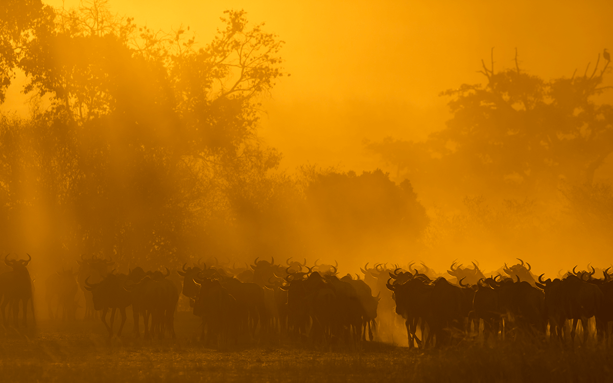 Masai mara Kenya
