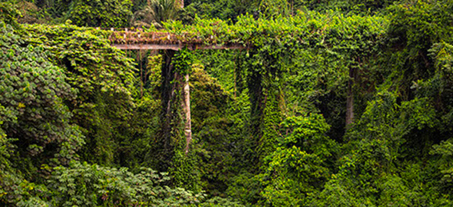 Moka Valley Equatorial Guinea
