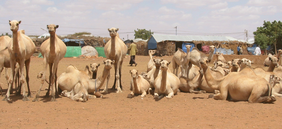 Somalia Safaris, Tours & Holidays
