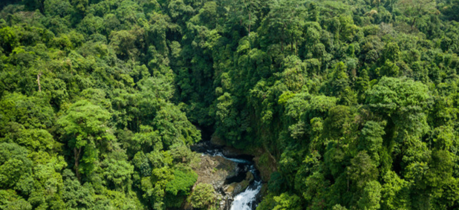 Vegetation of Equatorial Guinea