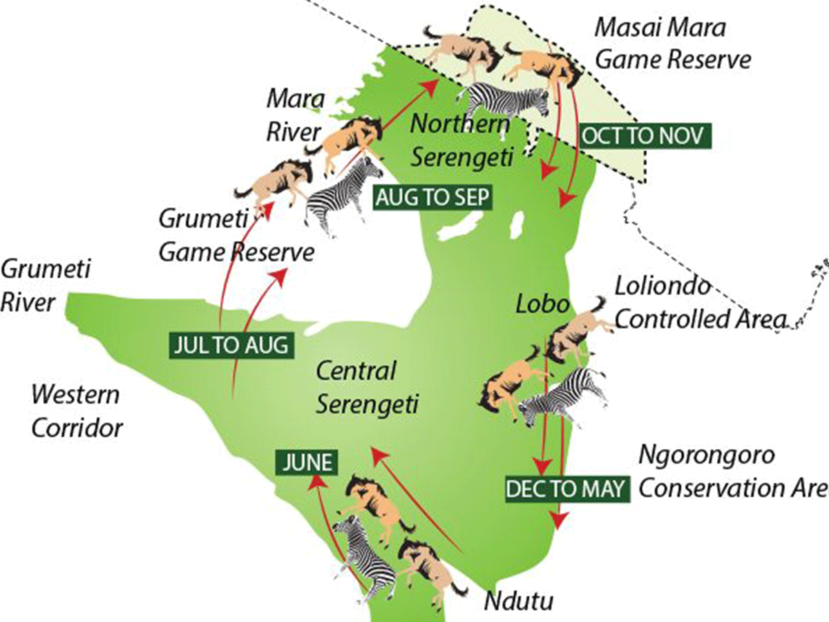wildebeest migration Map