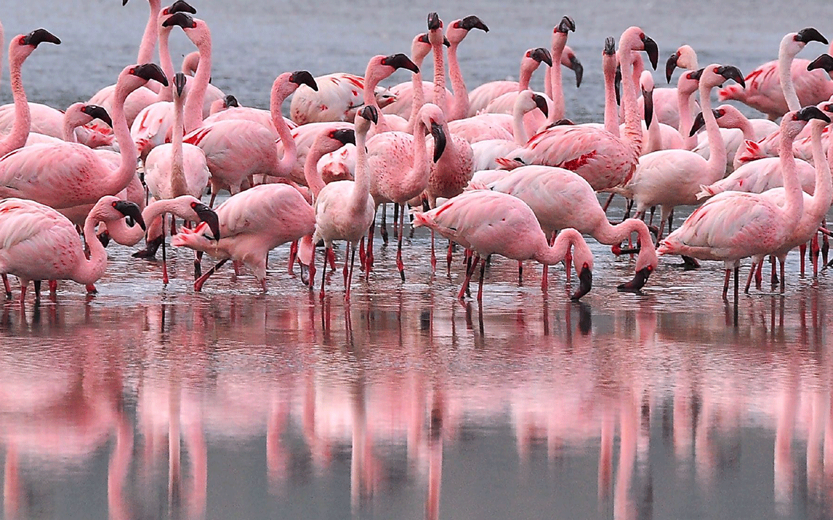Kenya Birding Safaris to Photograph Flamingos