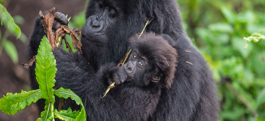 11 Days Serengeti migration, Ngorongoro and Rwanda gorillas