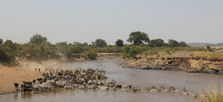 3 Days Masai Mara wildebeest migration safari