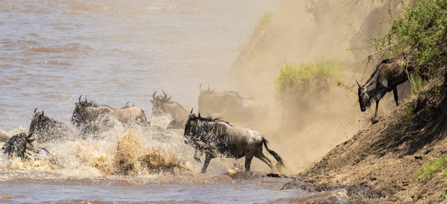 8 Days Serengeti Wildebeest Mara River Crossing Safari