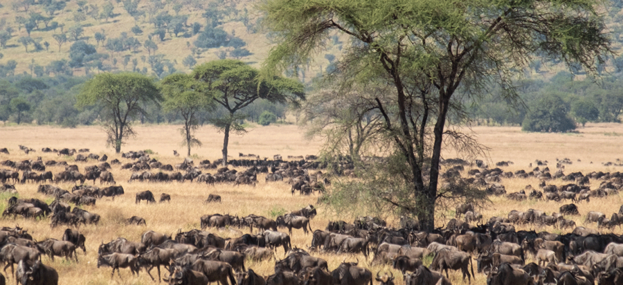 How long the annual wildebeest migration Last?