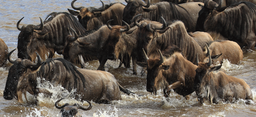 Watching great wildebeest migration cross Mara River