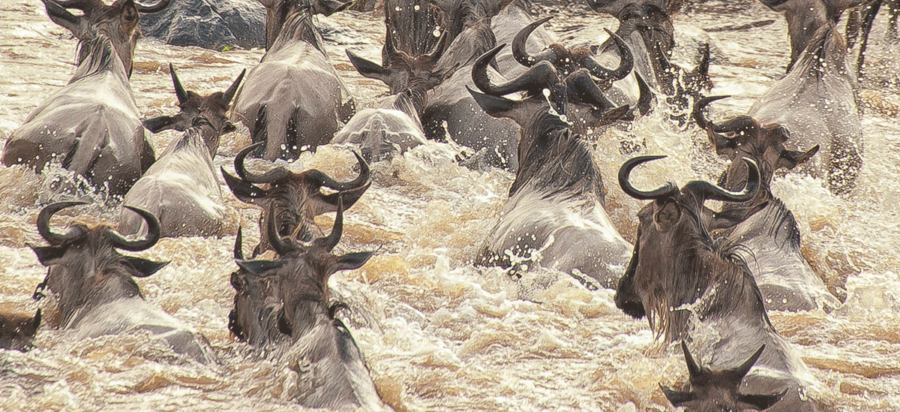 Watching the great wildebeest migration cross the Grumeti River