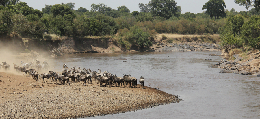 What are the chances of seeing the wildebeest River crossings?