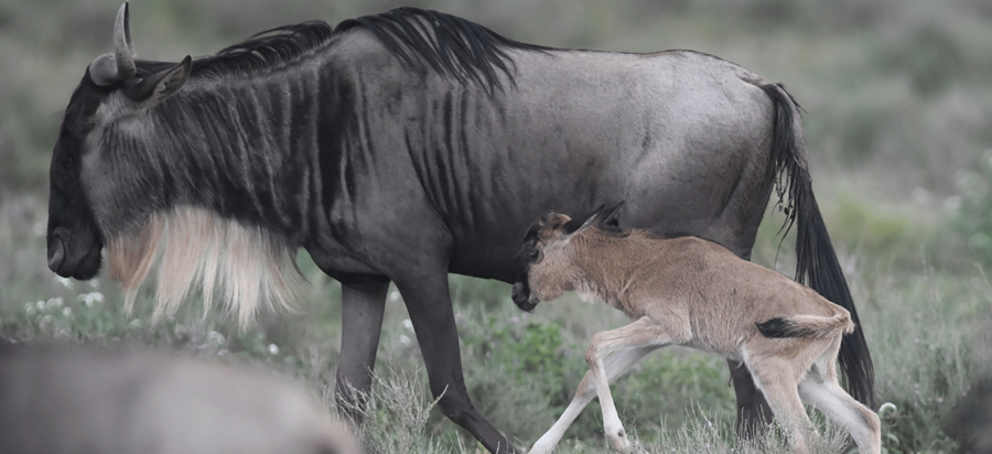 Wildebeest calving season Serengeti Tanzania safari