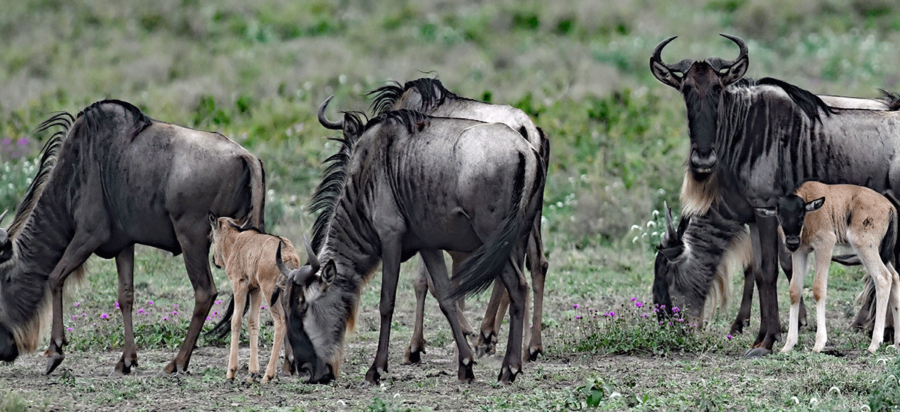 Wildebeest migration safari in January