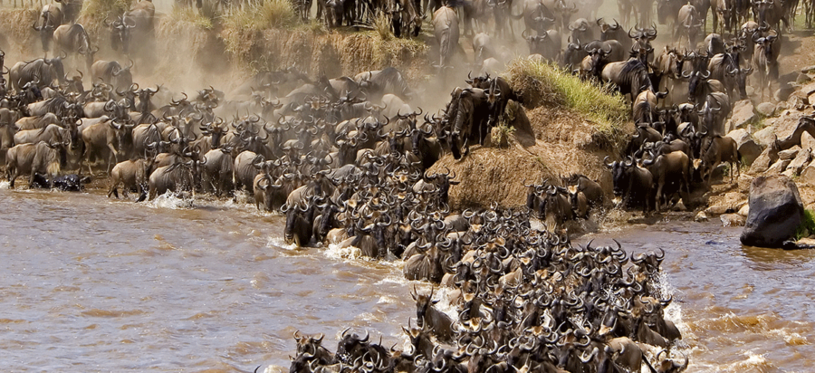 Wildebeest migration safari in July