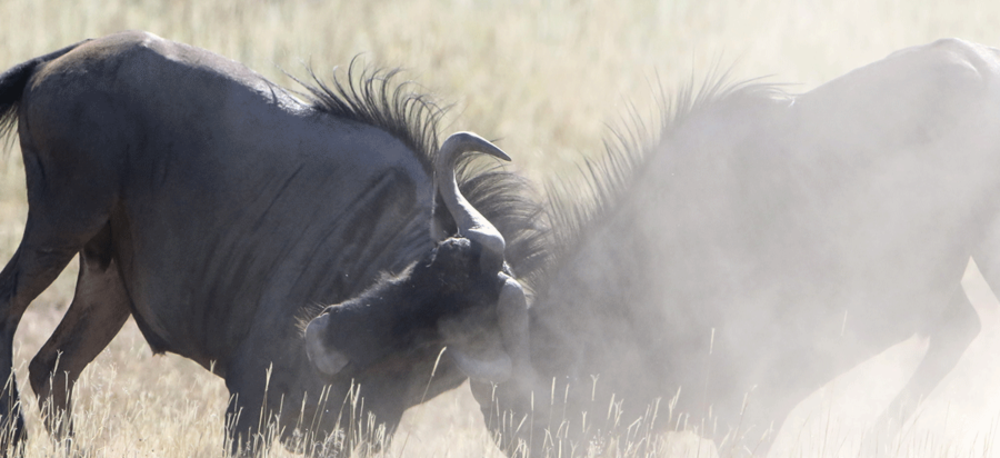 Wildebeest migration safari in June