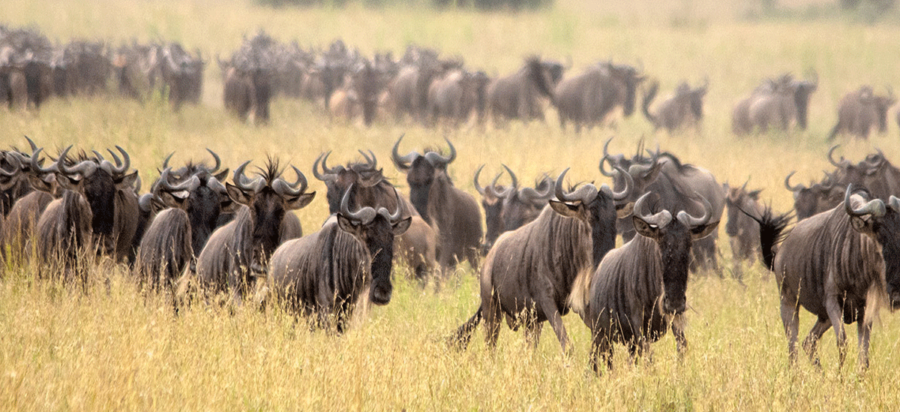 Wildebeest migration safari in March