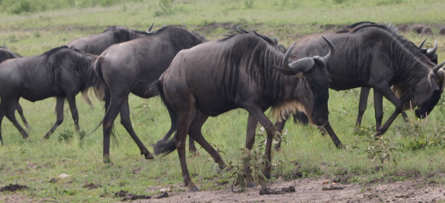 Wildebeest-migration-safari-in-November