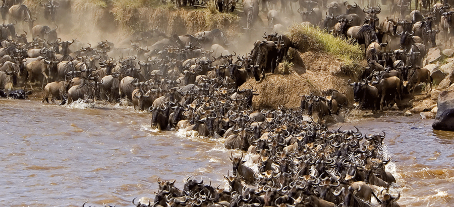 Wildebeest migration safari in October