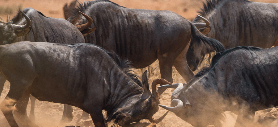 Wildebeest rutting season Serengeti Tanzania safari