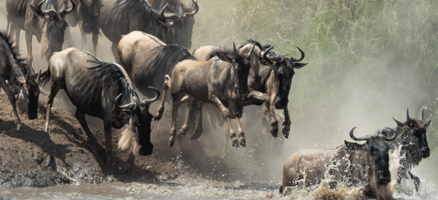 Wildebeest migration safari in August