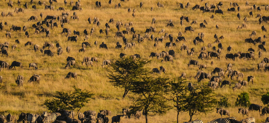 Wildebeest migration safari in September