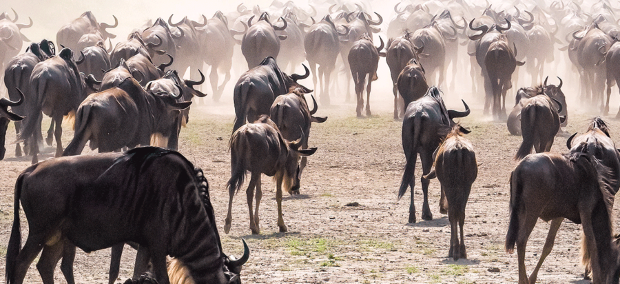 Wildebeest migration safari in May