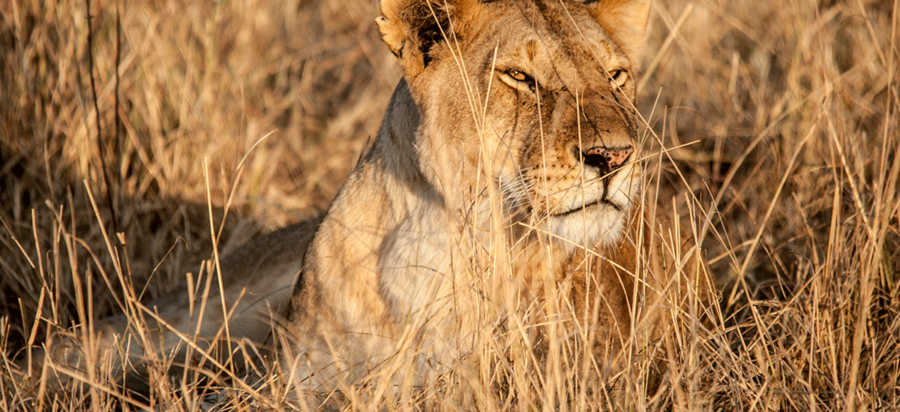3 Days Budget Serengeti Wildlife Safari