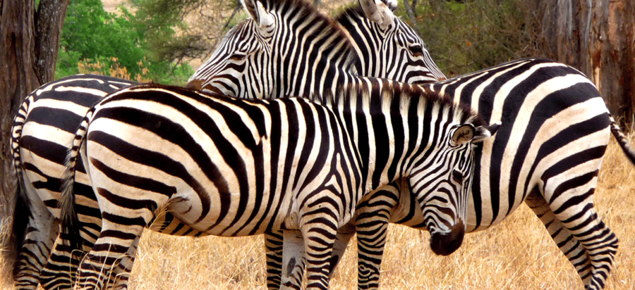 3 Days Tarangire National Park Wildlife Safari tour