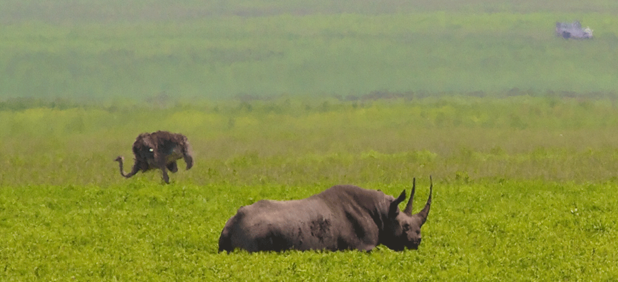 Best time to visit Ngorongoro Crater or Conservation Area