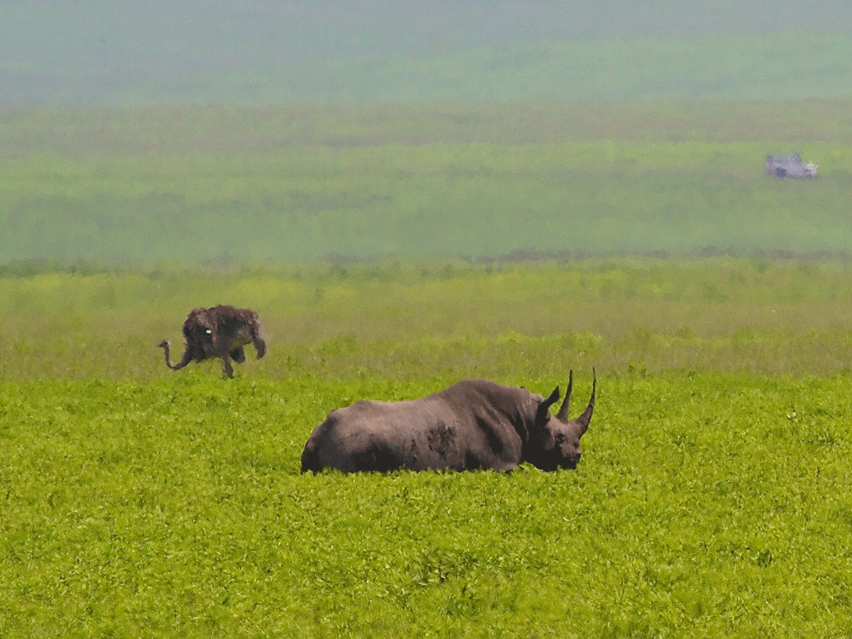 Best time to visit Ngorongoro Crater or Conservation Area