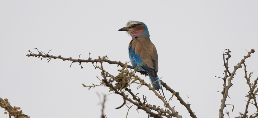 Birding watching in Tarangire National Park