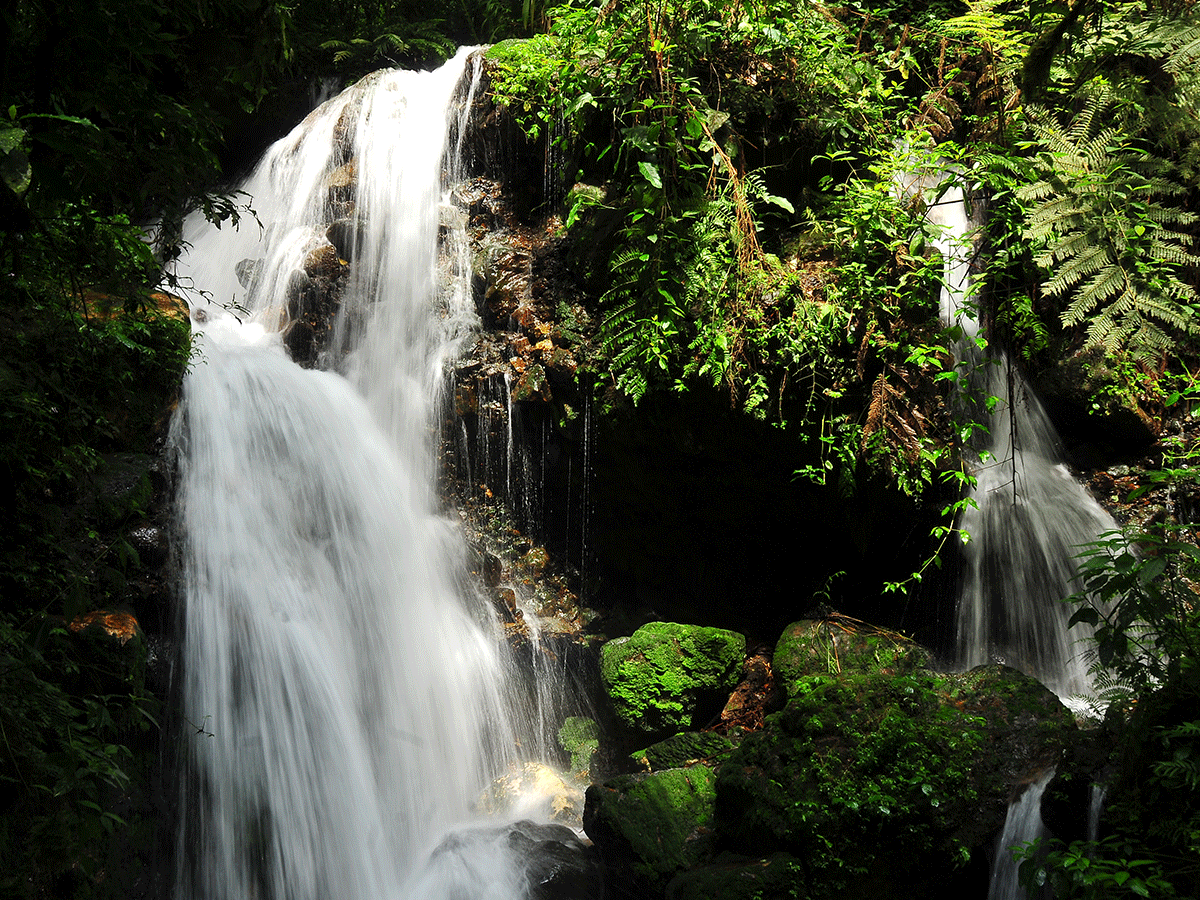 Buhoma gorilla trekking sector Bwindi Forest