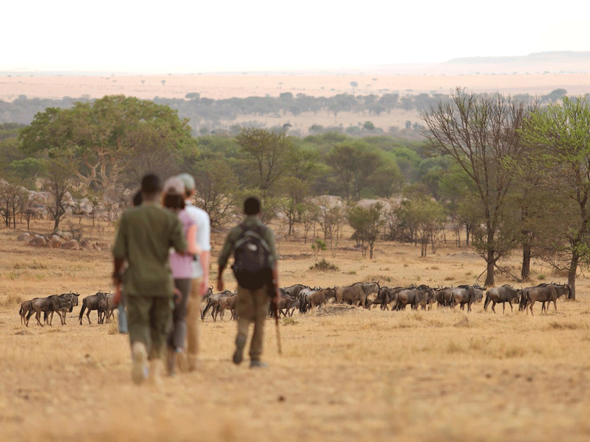 Guided Walking Safaris in Serengeti National Park
