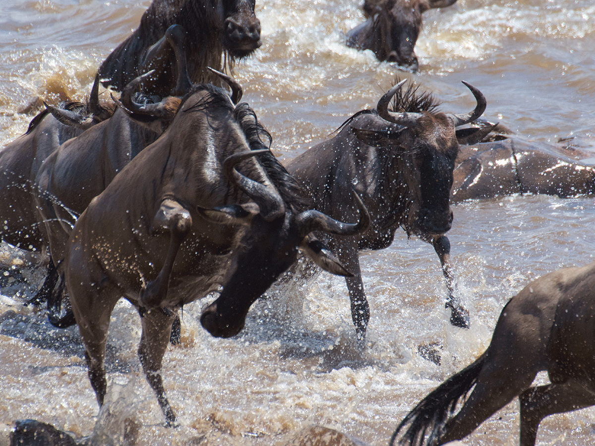 Photographing Wildebeest Migration in Serengeti NP