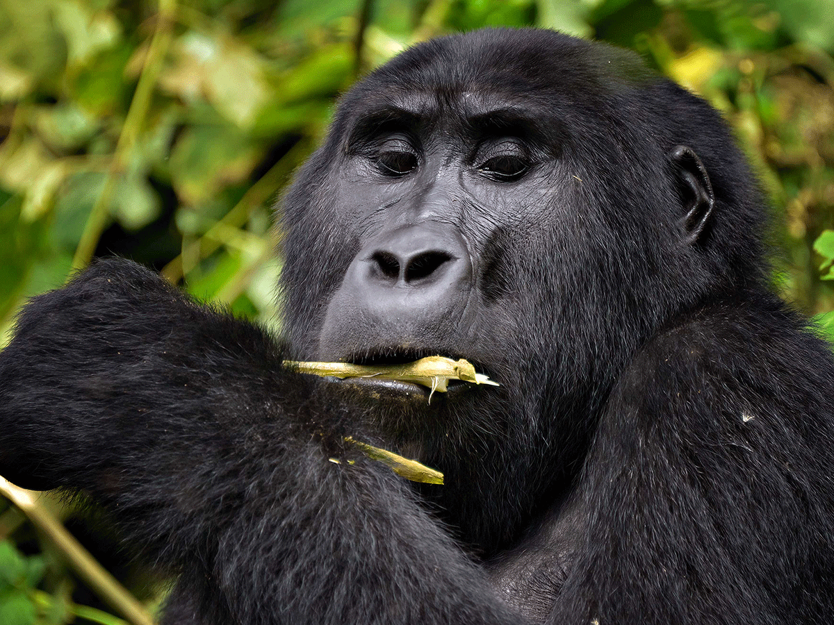 Ruhija Gorilla Trekking sector Bwindi Forest