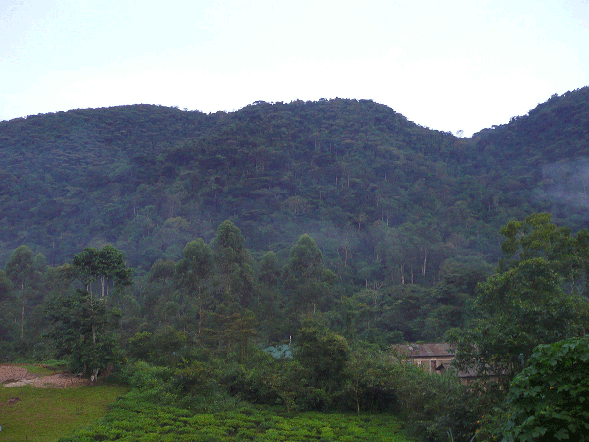 Rushaga Gorilla Trekking sector Bwindi Forest